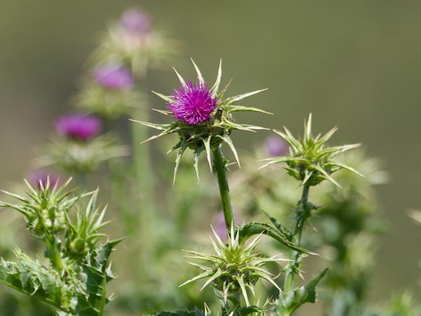 <h3><a href="/trips/ebro/biota/plantae/tracheophyta/magnoliopsida/asterales/asteraceae/silybum marianum/silybum marianum-nl.html">Silybum&nbsp;marianum</a> / Milk&nbsp;thistle / Mariadistel</h3>OM-1 Mark II met OLYMPUS M.300mm F4.0, 1/2000 sec  bij F4.0, ISO 400, afstand 11.6&nbsp;m